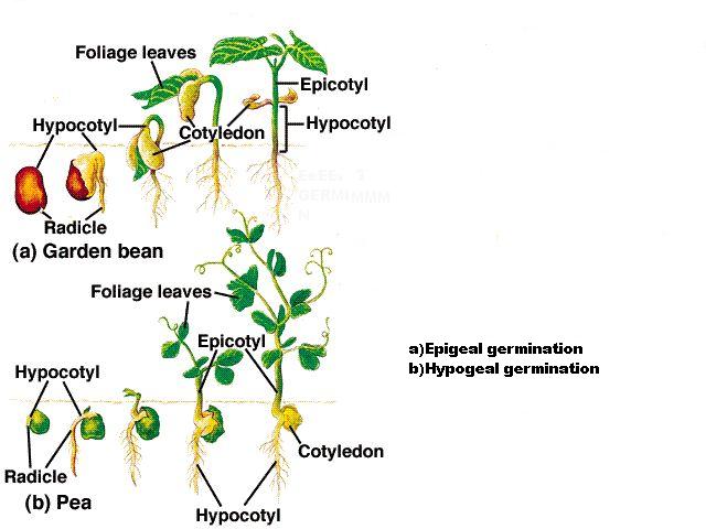 Germination Of A Plant. 16.12 (b) Epigeal germination