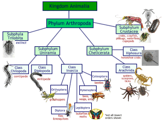 arthropod_chart
