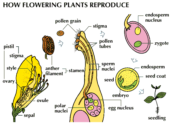 Reproduction of Plants and Animals - Desktop Class