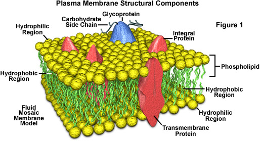 GAMSAT Biology Cell Membrane