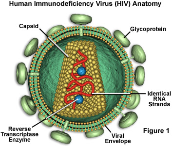 Human immunodeficiency virus (HIV)