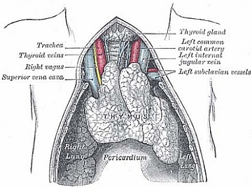 Vital-Role-of-the-Thymus-Gland