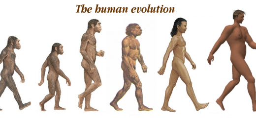 human-evolution