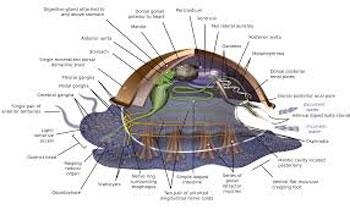 PHYLUM MOLLUSCA (L. Molluscus – soft) - General Characters