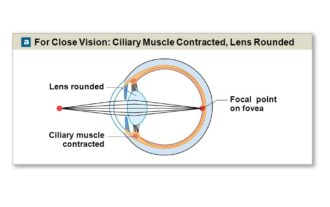 Image Formation in Simple Camera and Human Eye